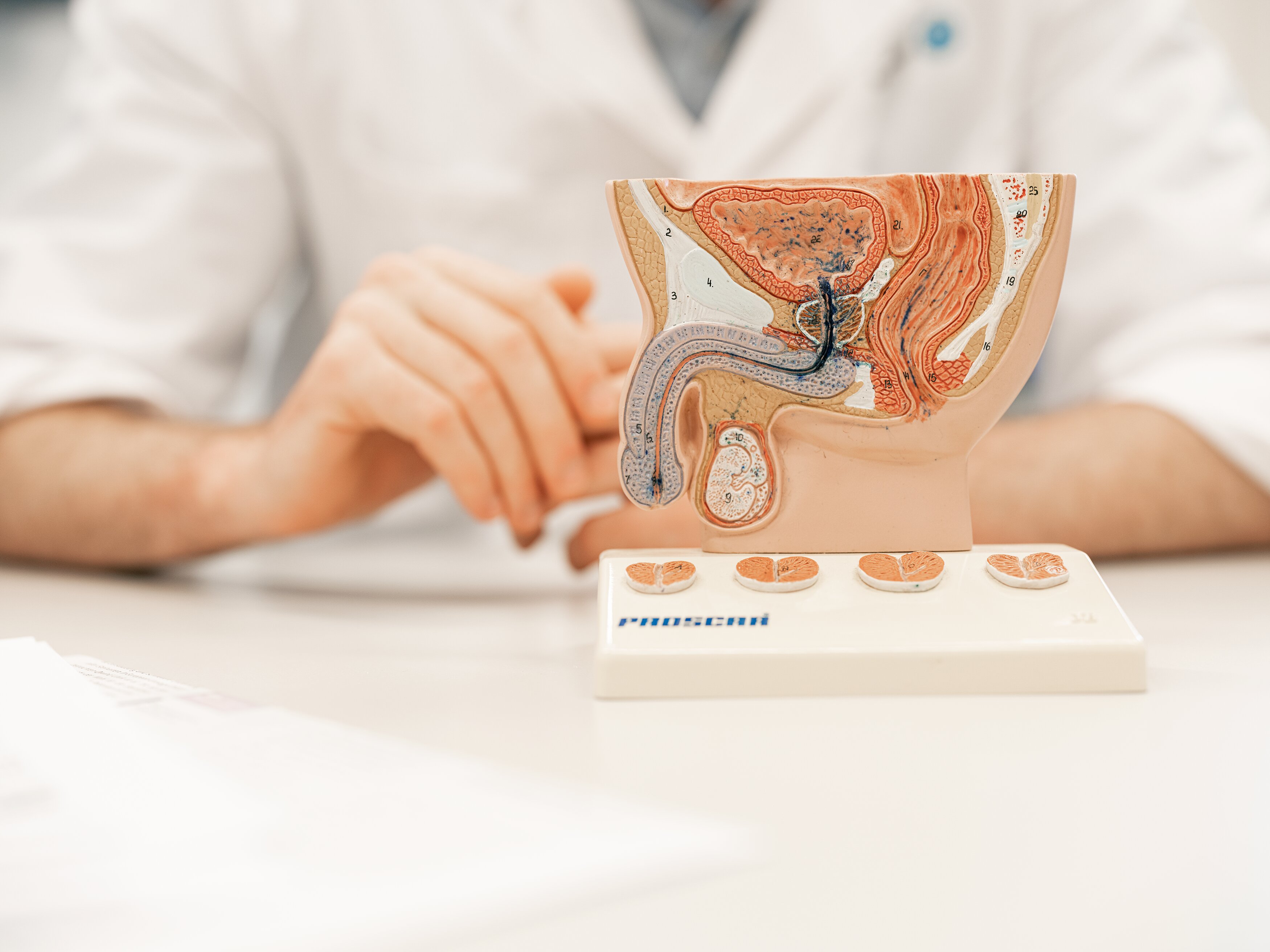 Mithilfe anatomischer Modelle erklären die Fachärztinnen und Fachärzte am KSA den Patienten die Ursachen und Behandlungsmöglichkeiten von Erektionsstörungen.